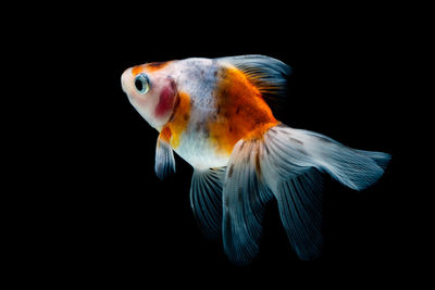 Close-up of fish underwater