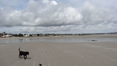 Dog on shore against sky