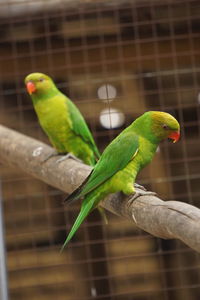 Close-up of parrot perching in cage