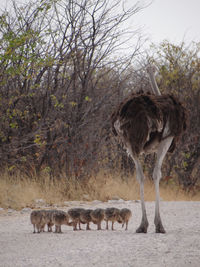 An ostrich family strolls down a street in etosha national park