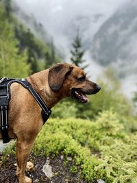 Close-up of a dog looking away