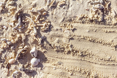 Full frame shot of shells on sand