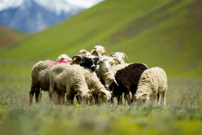 Sheep grazing on field