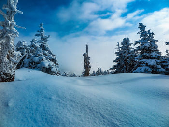 Trees on snow covered field against sky