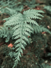 Close-up of raindrops on leaf