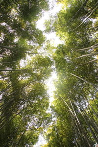 Low angle view of trees against sky