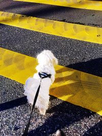 High angle view of dog on street