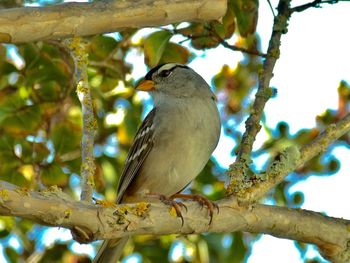 Low angle view of bird perching on branch