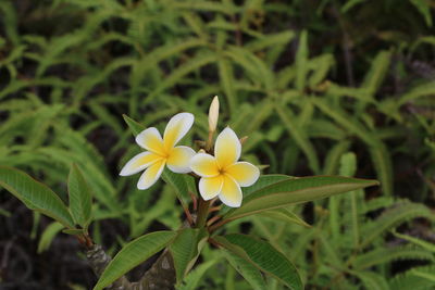 Close-up of yellow flowering plant