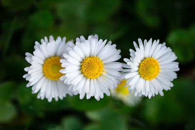 Close-up of white daisy flowers
