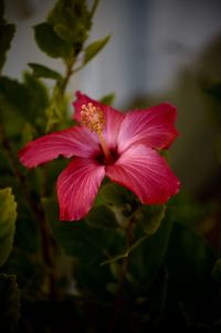 Close-up of pink flowers