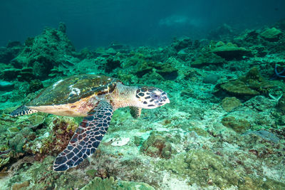 swimming sea