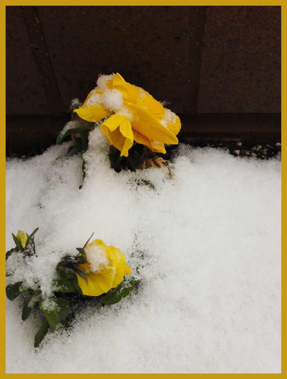 yellow, flower, flowering plant, vulnerability, beauty in nature, plant, fragility, freshness, transfer print, no people, nature, flower head, close-up, petal, auto post production filter, inflorescence, outdoors, day, snow, growth, flower arrangement, softness, bouquet