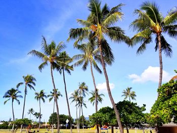 Low angle view of palm trees against sky