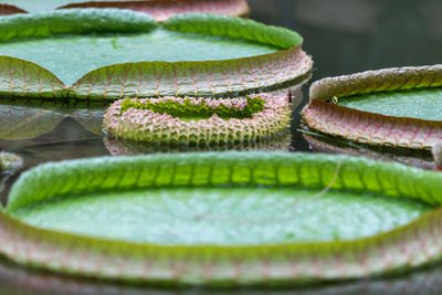 Close-up of victoria water lily 