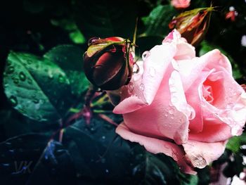 Close-up of pink rose