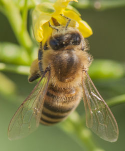 Close-up of bee on yellow flower