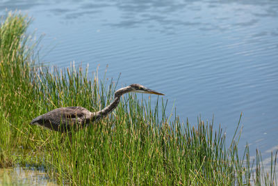 Juvenile great blue heron ardea herodias hunts along a riverbed in naples, florida for fish.