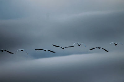 Low angle view of birds flying in sky