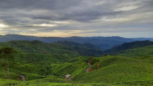 Scenic view of agricultural field against sky