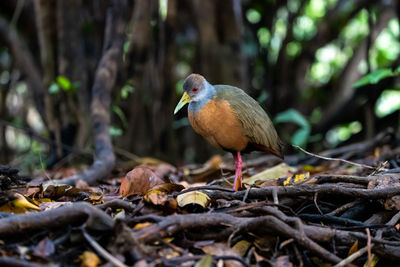 Close-up of bird perching on a field