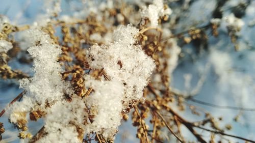 Close-up of frozen plant