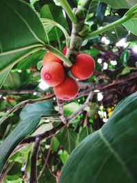 Close-up of strawberry growing on tree