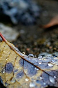 Close-up of water drops on dry leaves