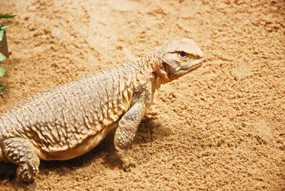 Close-up of lizard on tree stump