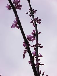 Close-up of cherry blossoms in spring