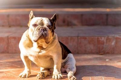 View of bulldog sitting on brick steps in the sunlight 