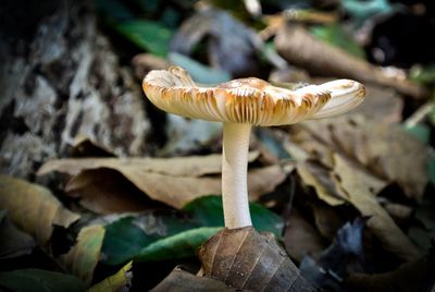 Close-up of mushroom growing on tree