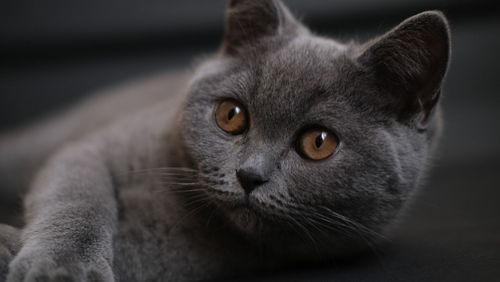 Close-up portrait of cat