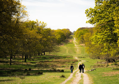 Trees on grassy landscape