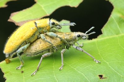 Close-up of insect on plant