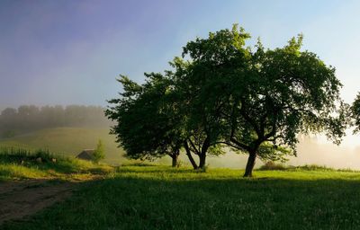 Free in the morning sunshine