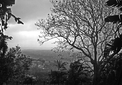 Bare trees against sky