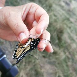 Close-up of hand holding butterfly