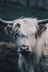 Close-up of cow