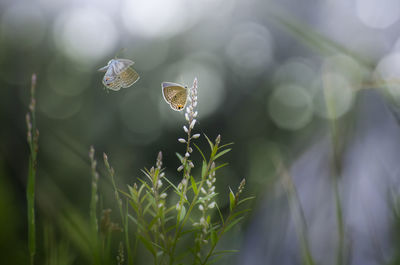 Close-up of butterfly on plant