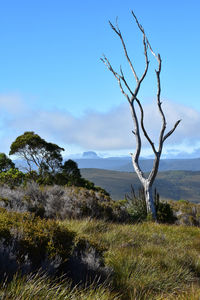 Trees on field against sky