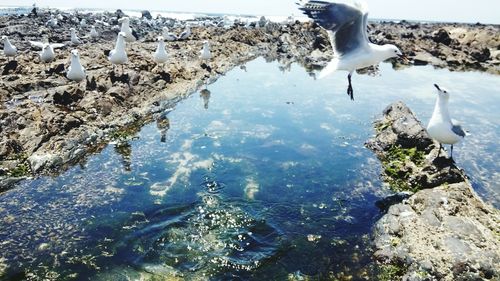 Birds swimming in water