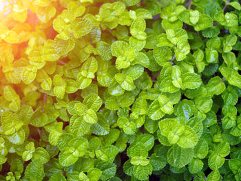 Full frame shot of fresh green plants