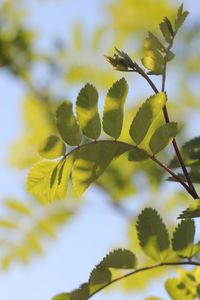 Low angle view of plant against sky