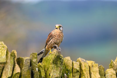 Male kestrel, falco tinnunculus, perched on a dry stone wall