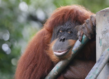 Close-up of monkey