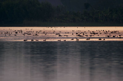 Birds swimming in water against sky