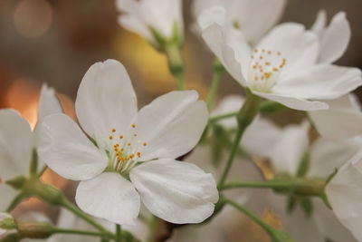 Close-up of white flowers blooming outdoors