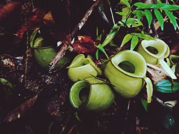 High angle view of fruits growing on land