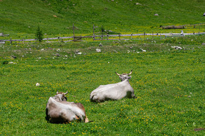 Sheep in a field